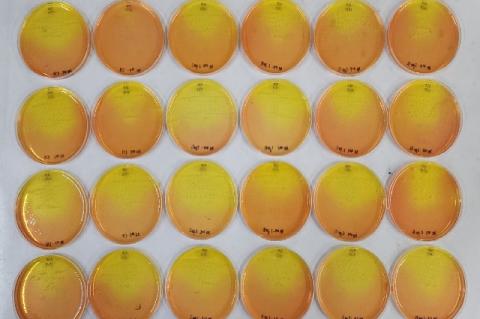 Colony count of Staphylococcus aureus infection from extracted zebrafish muscle.