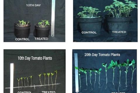 Plant growth promotion study