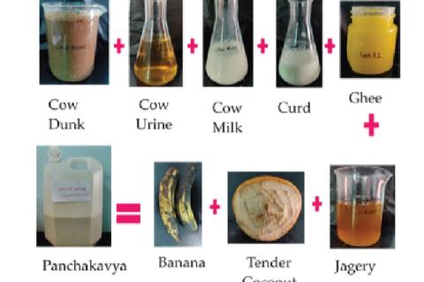 Preparation of Panchagavya and isolation of probiotic strains (at column width).