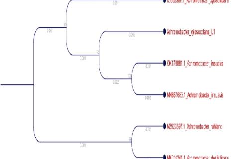 Phylogenetic Tree showing the phylogenetic position of L1 based on 16S rDNA sequence analysis.