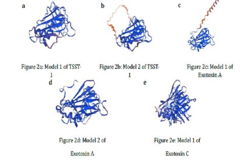 Models 1 and 2 of TSST-1 [2a and 2b]. Models 1 and 2 of Exotoxin A [2c and 2d]. Model 1 of Exotoxin C [2e]. The confidence level is indicated by a gradient, ranging from dark orange (low confidence) to deep blue (high confidence).