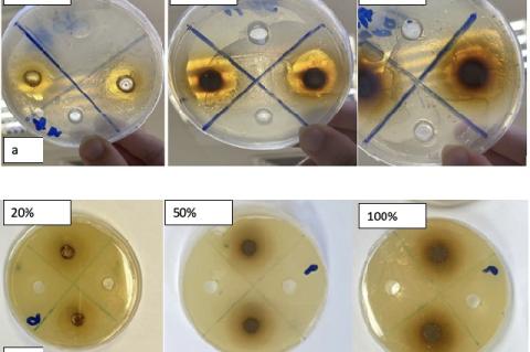 The inhibition zone (cm) of aqueous extracts of clove (0%, 20%, 50%, 100%) on (a) Staphylococcus aureus and (b) Cryptococcus neoformans.