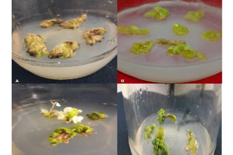 Shoot regeneration of E. alba A-B. Initiation of shoot regeneration from leaf explants of E. alba on MS