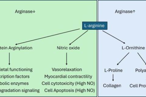 Effect of Arginase activity on various cellular functions