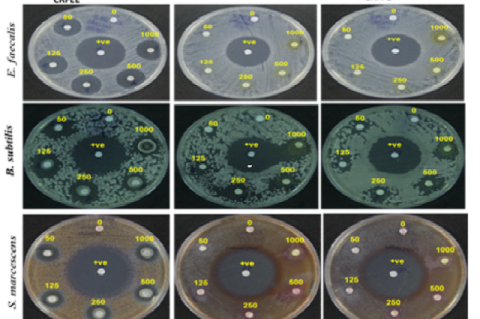 C. rottleri different extracts ZOI against pathogens.