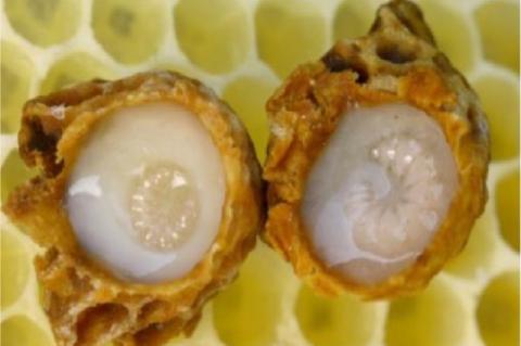 Developing Queen Larvae Surrounded by Royal Jelly in open Queen Cel