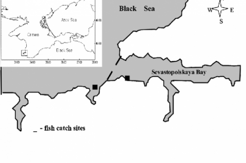 Sampling sites in Sevastopol Bay 