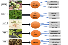 Pharmacological activity of Pedalium murex