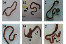 Morphological abnormalities observed in earthworms Amynthas alexandri exposed to different