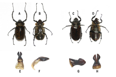 Cheirotonus gestroi showing A & B. Male (Dorsal and ventral view). C & D. Female (Dorsal & ventral view). E & F. Aedeagus (Dorsal and lateral view). G & H. Parameres (Ventro lateral view and ventral view).